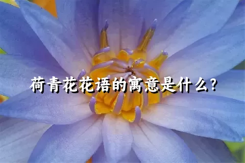 荷青花花语的寓意是什么？