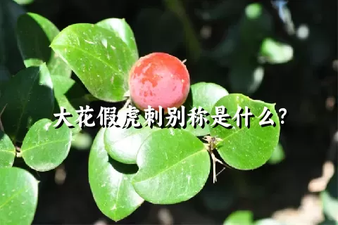 大花假虎刺别称是什么？