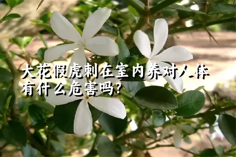 大花假虎刺在室内养对人体有什么危害吗？