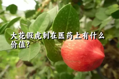 大花假虎刺在医药上有什么价值？