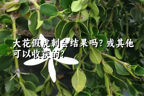 大花假虎刺会结果吗？或其他可以收获的？