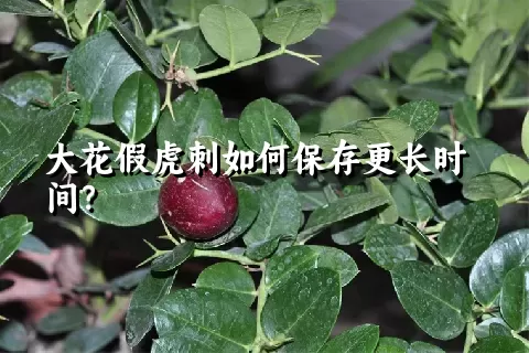大花假虎刺如何保存更长时间？