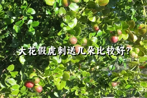 大花假虎刺送几朵比较好？