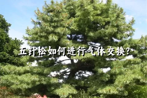五针松如何进行气体交换？