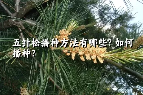 五针松播种方法有哪些？如何播种？
