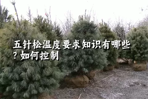 五针松温度要求知识有哪些？如何控制