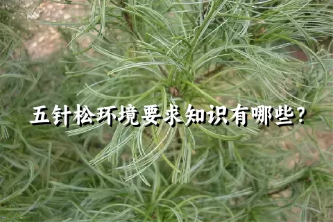 五针松环境要求知识有哪些？