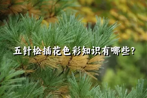五针松插花色彩知识有哪些？
