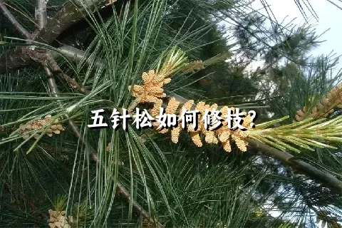 五针松如何修枝？