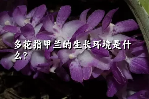 多花指甲兰的生长环境是什么？