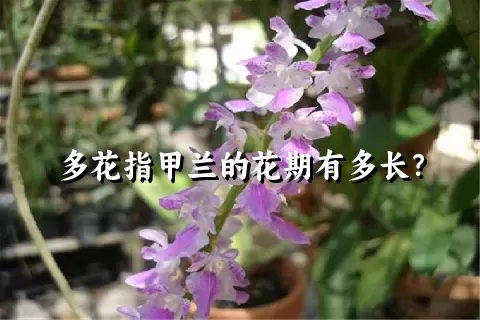 多花指甲兰的花期有多长？
