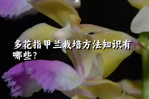多花指甲兰栽培方法知识有哪些？