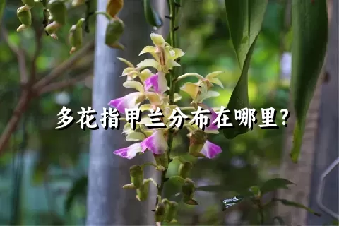 多花指甲兰分布在哪里?