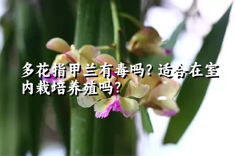 多花指甲兰有毒吗？适合在室内栽培养殖吗？
