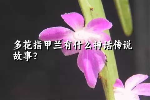 多花指甲兰有什么神话传说故事？