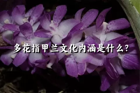 多花指甲兰文化内涵是什么？