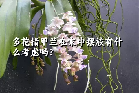 多花指甲兰在家中摆放有什么考虑吗？