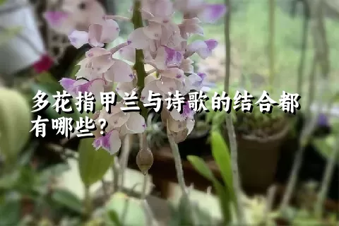 多花指甲兰与诗歌的结合都有哪些？