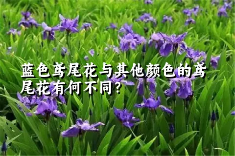 蓝色鸢尾花与其他颜色的鸢尾花有何不同？