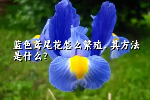 蓝色鸢尾花怎么繁殖，其方法是什么？
