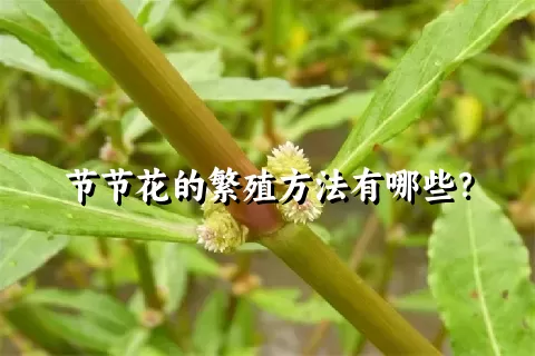 节节花的繁殖方法有哪些？