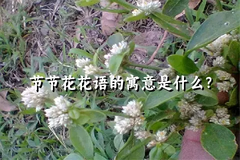 节节花花语的寓意是什么？