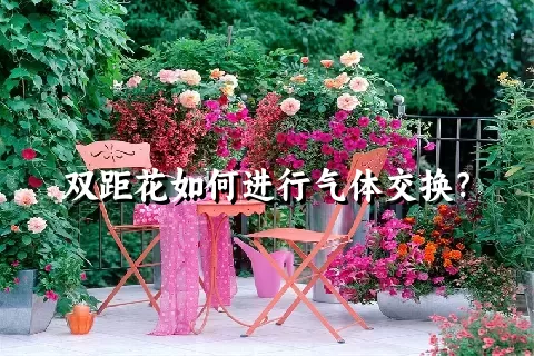 双距花如何进行气体交换？