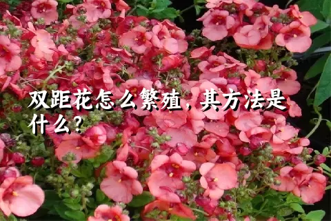 双距花怎么繁殖，其方法是什么？