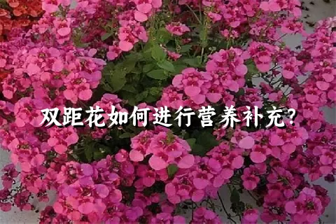 双距花如何进行营养补充？