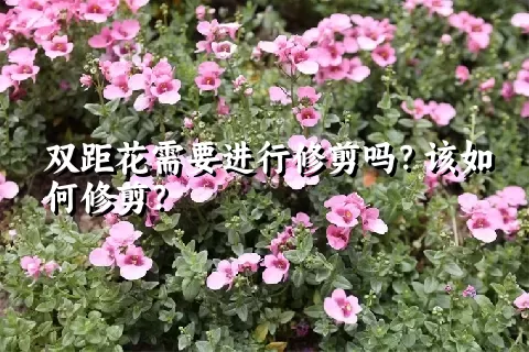 双距花需要进行修剪吗？该如何修剪？