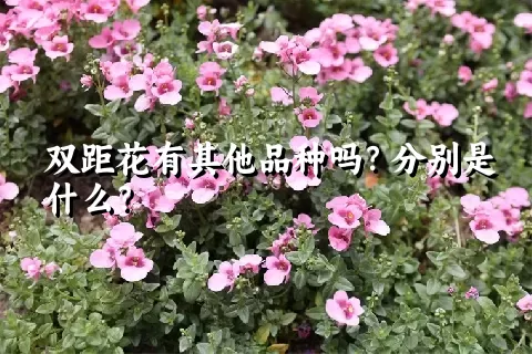 双距花有其他品种吗？分别是什么？