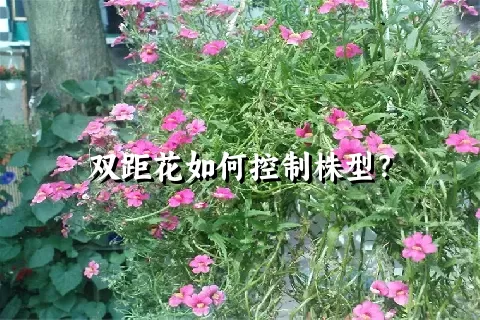 双距花如何控制株型？