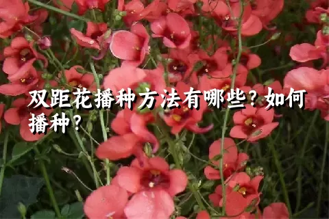 双距花播种方法有哪些？如何播种？