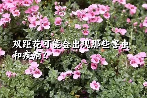 双距花可能会出现那些害虫和疾病？