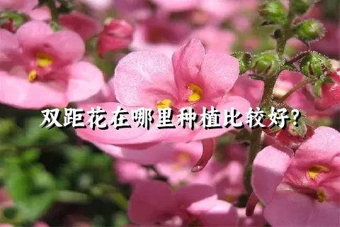 双距花在哪里种植比较好？
