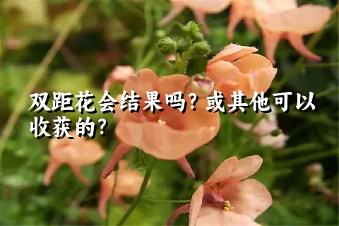 双距花会结果吗？或其他可以收获的？