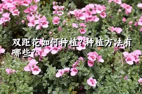 双距花如何种植？种植方法有哪些？