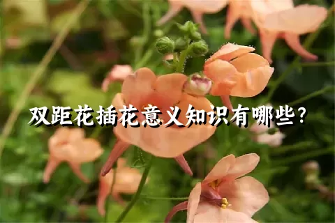 双距花插花意义知识有哪些？
