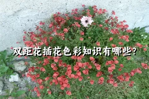双距花插花色彩知识有哪些？