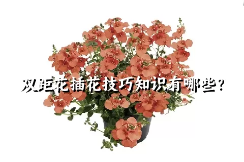 双距花插花技巧知识有哪些？