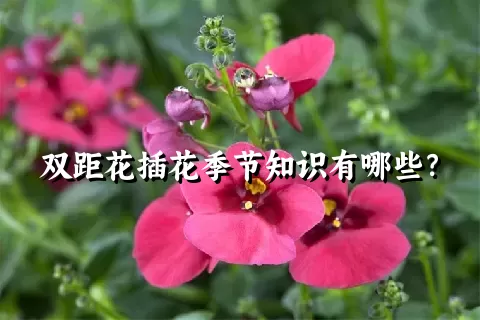 双距花插花季节知识有哪些？