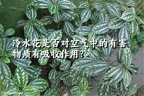 冷水花是否对空气中的有害物质有吸收作用？