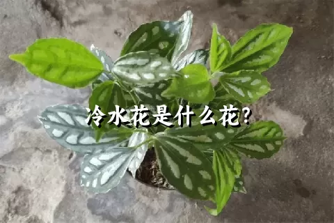 冷水花是什么花？