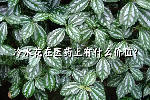 冷水花在医药上有什么价值？
