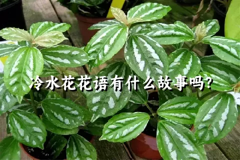 冷水花花语有什么故事吗？