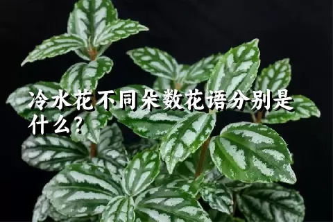 冷水花不同朵数花语分别是什么？