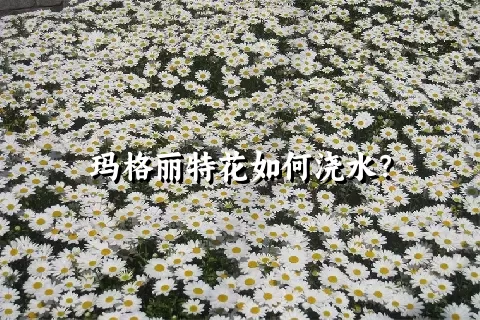玛格丽特花如何浇水？