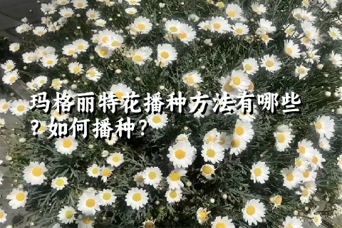 玛格丽特花播种方法有哪些？如何播种？