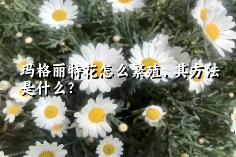 玛格丽特花怎么繁殖，其方法是什么？