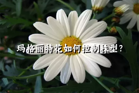 玛格丽特花如何控制株型？